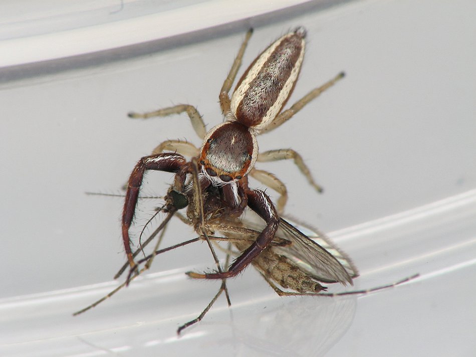 Flying Spiders With Wings